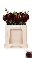 Dahlia Arabian Night 55cm