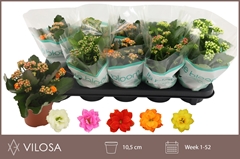 Kalanchoe Double Mix 10Ø 22cm
