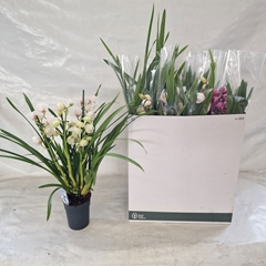 Cymbidium Mixed 14Ø 70cm 4st