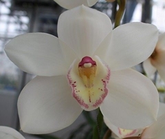 Cymbidium Antonella 50cm