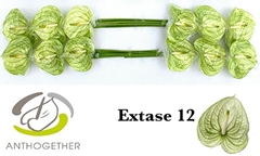 Anthurium Extase 13cm Hd