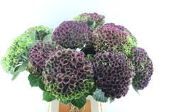 Hydrangea Revolution Classic 65cm 16-18cm Hd