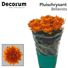 Chrysanth Single Bellavista 70cm 80gr.