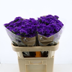Limonium Sinuatum Navy Sun Birds 70cm 45gr.