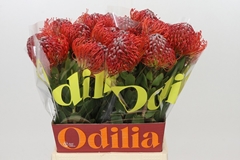 Leucospermum Crimson 50cm