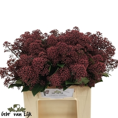 Skimmia Japonica Rubella Per Bunch 40cm