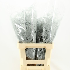 Asparagus Setaceus Painted White 50cm