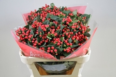 Hypericum True Romance 70cm