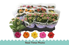 Kalanchoe Double Mix 9Ø 19cm
