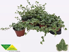 Hedera Helix White Wonder 13Ø 25cm