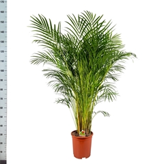 Dypsis Lutescens 27Ø 150cm