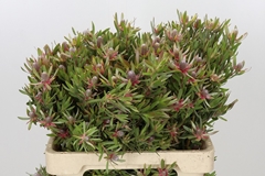 Leucadendron Ayoba Star Pearl 60cm Spray