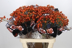 Rosa Hiphop Sunset 90cm