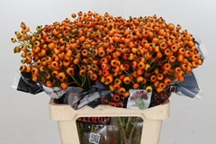 Rosa Hiphop Sunset 60cm