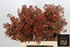 Rosa Autumn Rosefruits 80cm