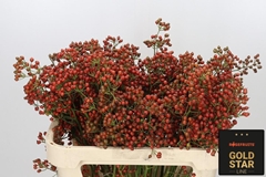 Rosa Autumn Rosefruits 70cm