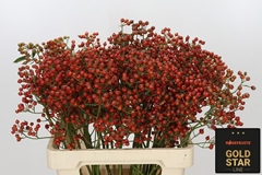 Rosa Autumn Rosefruits 60cm