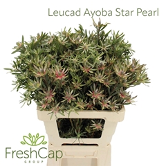 Leucadendron Ayoba Star Pearl 60cm