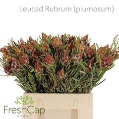 Leucadendron Rubrum 40cm