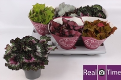Begonia Leaf Beleaf Mix 13Ø 25cm