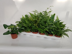 Ferns Mix 8Ø 20cm