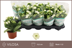 Kalanchoe Double Whites White 10Ø 23cm