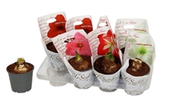 Hippeastrum Mix 14Ø 20cm