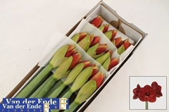 Hippeastrum Ferrari 70cm