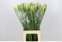 Nerine Biancaneve 70cm