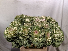 Brassica Empire Akilina 70cm