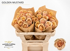 Rosa Garden Golden Mustard 50cm