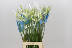 Nerine Bowdenii Polar Bear 80cm
