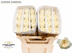 Rosa Garden Aurora Gardens 50cm