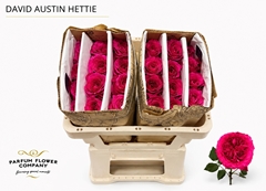 Rosa David Austin Hettie 50cm
