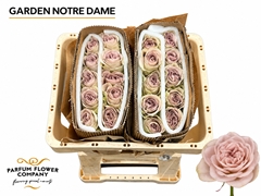Rosa Notre Dame+ 50cm