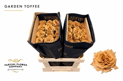 Rosa Garden Toffee 60cm