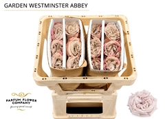 Rosa Garden Westminster Abbey! 50cm