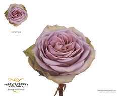 Rosa Garden Amnesia 40cm