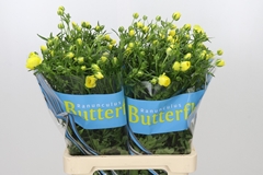 Ranunculus Butterfly Phytalos 70cm 30gr.