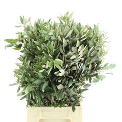 Quercus Ilex 60cm