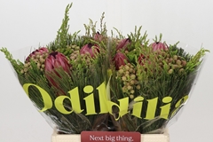 Protea Per Bunch 40cm