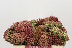 Brunia Laevis Red 30cm