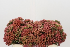 Brunia Laevis Red 30cm