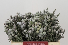 Brunia Laevis 35cm