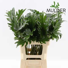 Philodendron Xanadu 65cm 15cm Hd