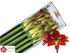 Hippeastrum Passion 75cm