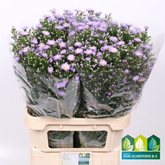 Aster Cassandra 85cm 40gr.