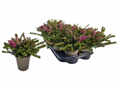 Erica Darleyensis Mix 10Ø 17cm