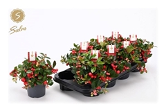 Gaultheria Big Berry 12Ø 25cm