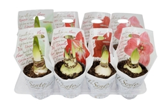 Hippeastrum Mix 14Ø 20cm
